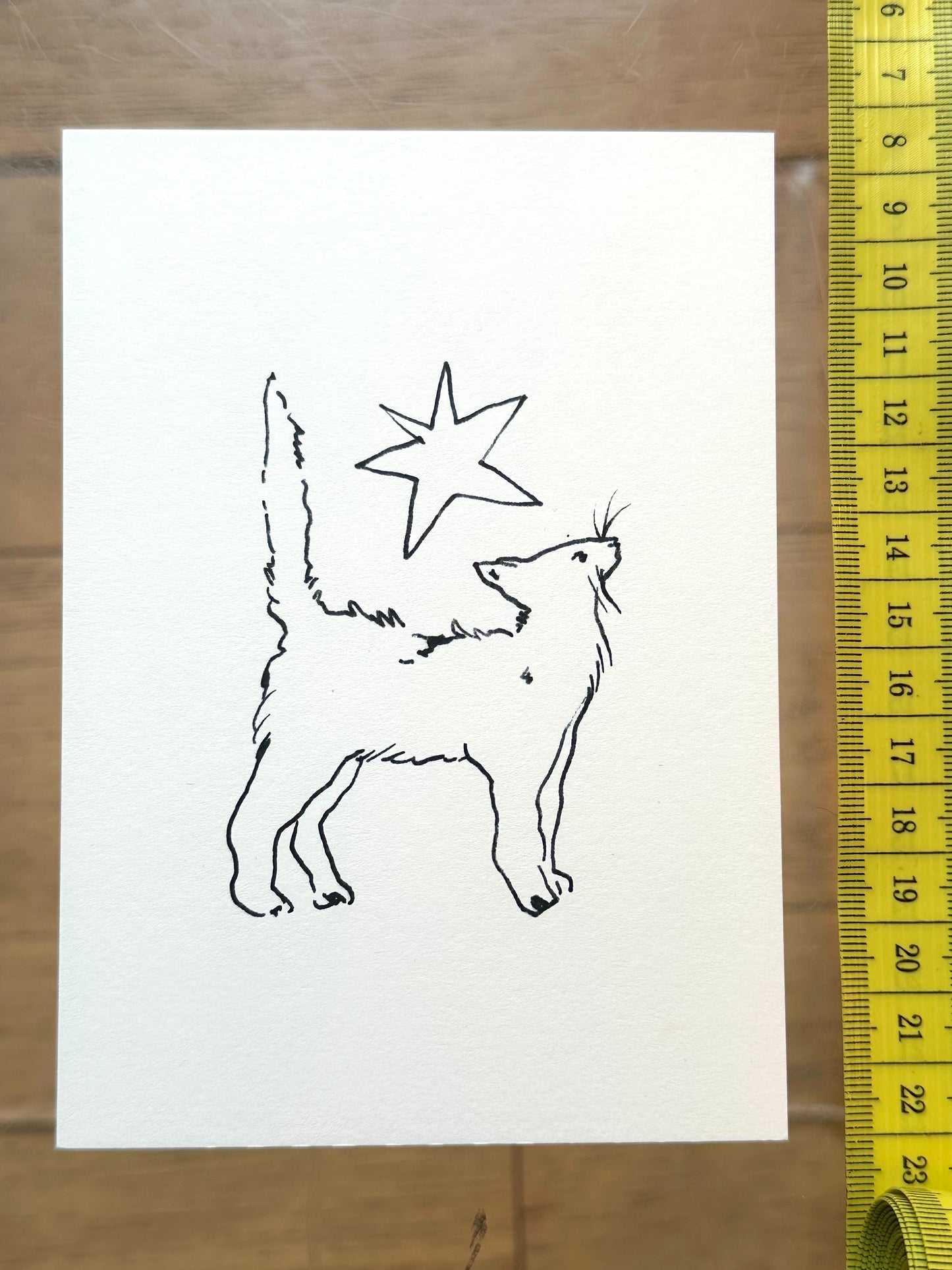 Starry cat